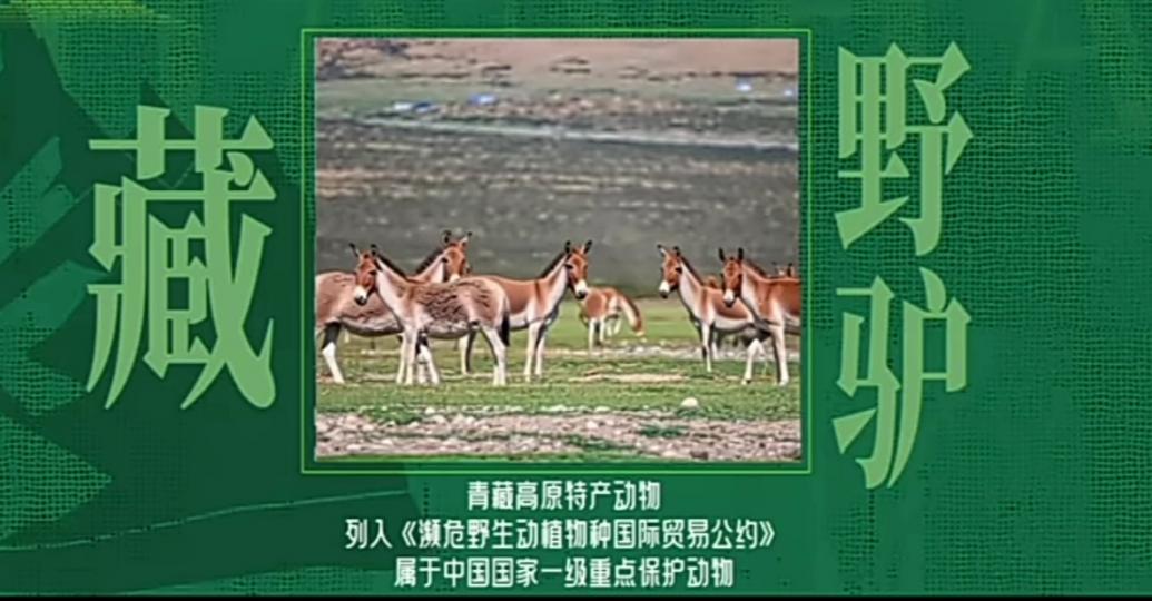 藏
                         野驢！...