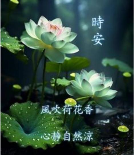 風吹荷花香
心静自然涼！...
