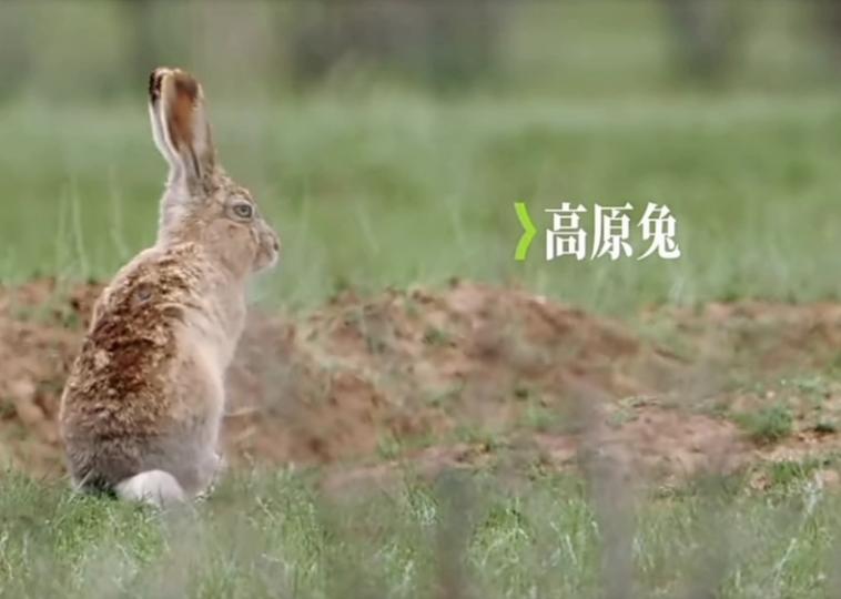 高原
                          兔！...