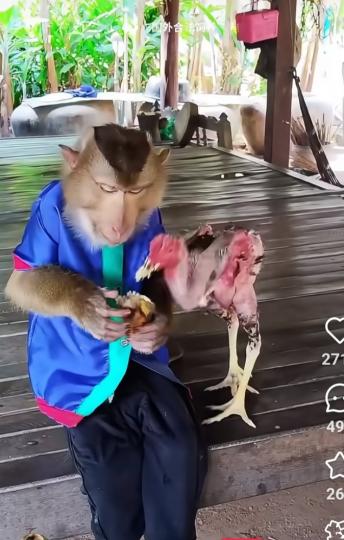 猴子與小雞在一起分享食物...