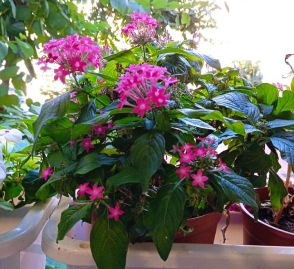 漂亮
                  花朵！...