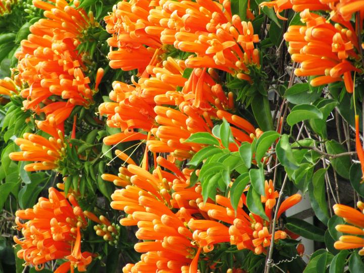 由美麗的炮仗花、開始我們燦爛的一天、各位早安！...