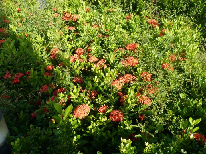 red flower open...