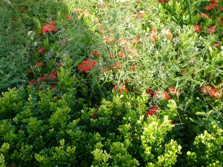red flowers open...
