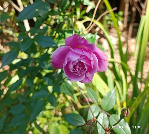 小夏威夷徑的燦爛花朵,花開富貴....