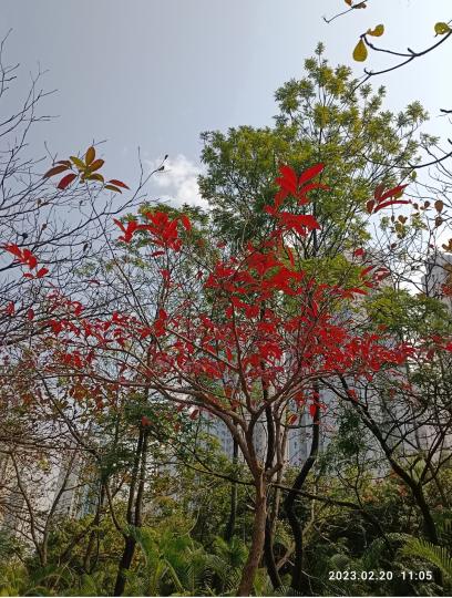 公園外,孤獨的紅葉🤪😅🤪🤪...