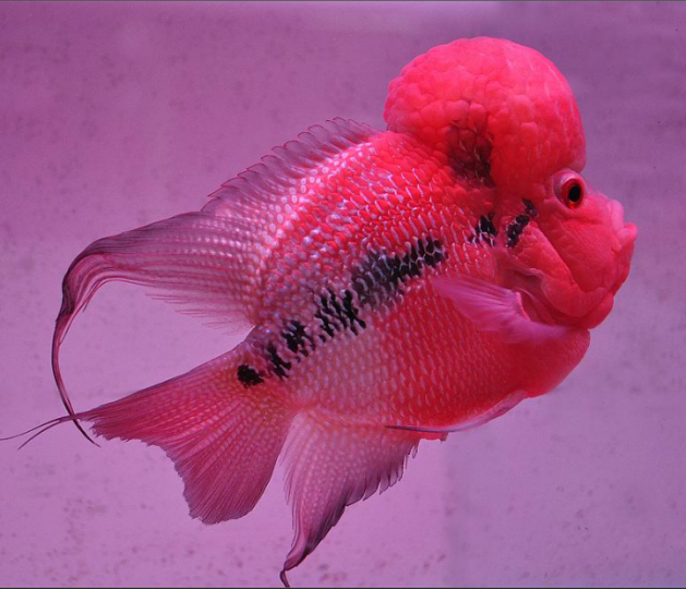 花羅漢魚是著名的觀賞魚,
因其鮮艷亮麗色彩和型狀
獨特的頭部而命名,在馬來
西亞,泰國,台灣等地方培育
出不同品種...