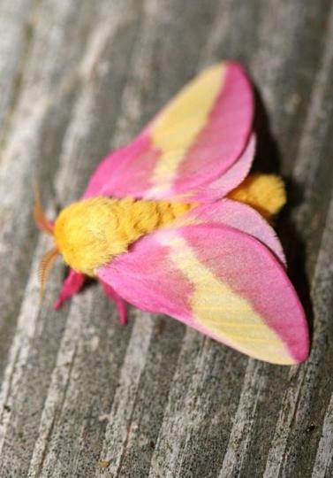 十分鮮艷美麗的楓葉
蛾,生於北美洲的加拿
大,以楓葉爲食。...