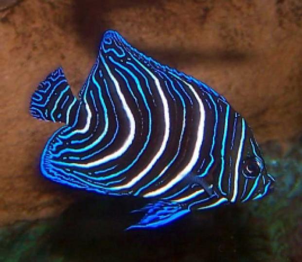 藍紋神仙魚又名可
蘭神仙魚,原産於紅
海及印度洋珊瑚礁
海域和台灣海域,是
十分受歡迎的觀賞
魚。...