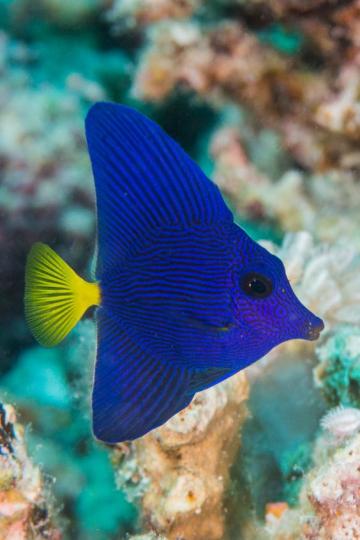 紫吊又叫黃尾帆吊,生活
在紅海珊瑚中,這種魚以
其鮮明顔色被吸引,是受
歡迎的珊瑚魚。...