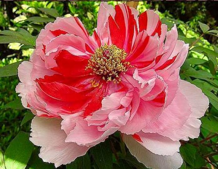 花花世界、特別的顏色真令人看不釋手、各位早安！...