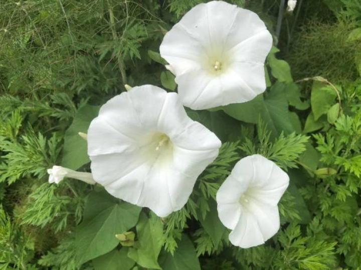 月光花原産於美洲熱帶
地區,一年生草本植物，
現己廣布于溫熱帶,月光
花白色的花朵形似滿月
優雅美麗,且在夜向才開
放,故得此名。...