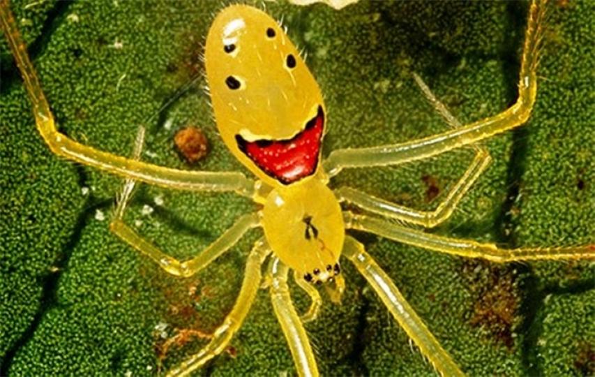 笑臉蜘蛛是美國夏威
夷群島上一鍾特有的
蜘蛛,身上生有的花紋
酷似一張人的笑臉,因
而得名。...