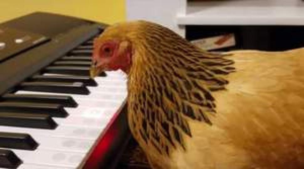 在美國馬里蘭州有隻母鷄聽到主人播出
音樂就會用嘴啄鋼琴鍵盤,彈出樂曲...