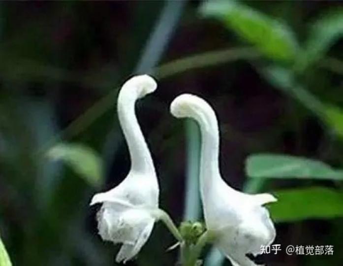 形態極象白天鵝的花朵,生長在山東牙山
高處,幾乎無人見過,亭亭玉立帶着淡淡清
香,形態各異,屬烏頭科一種,別看它清新優
雅,其實它有劇毒。...