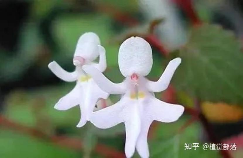 兩位少女翩翩起舞,這是生長在東非的
一種罕見夙仙表...