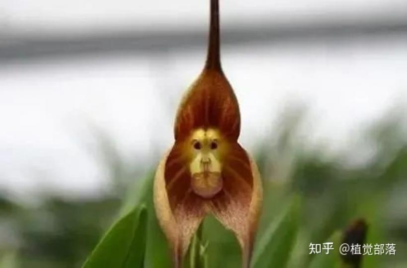 睇落極象猴頭的猴面花。...