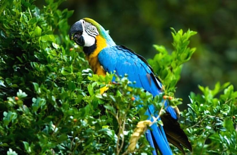 Macaws_2