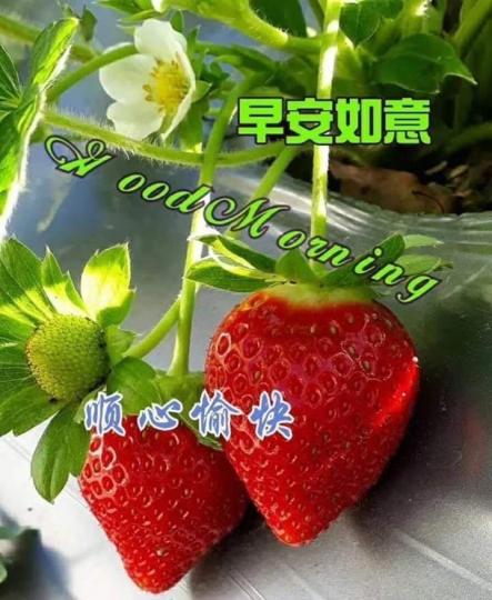 mmexport1586742308152