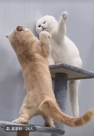 11290