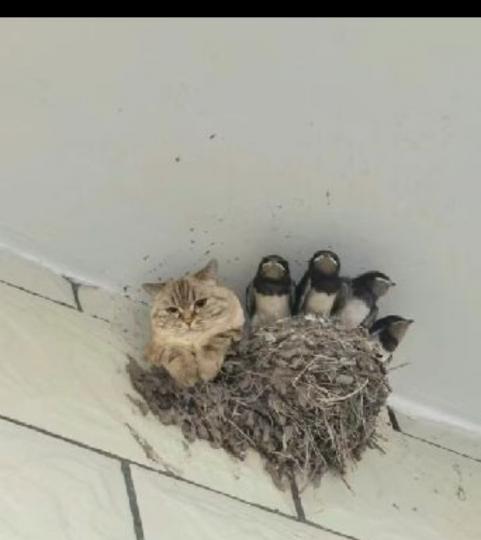 14085