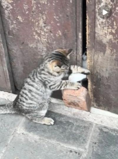 23727