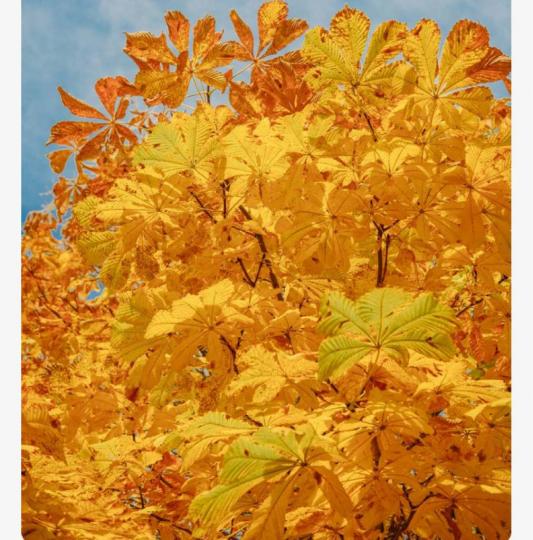 94139651-248E-4DF0-BB5B-FEAD91C3598A-9976-00000351385DE288