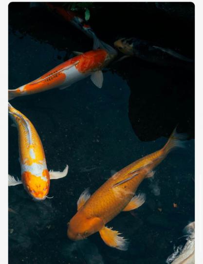 AD53D91C-3578-4A93-B9C1-D06503009D2E-1163-0000000E95383D19