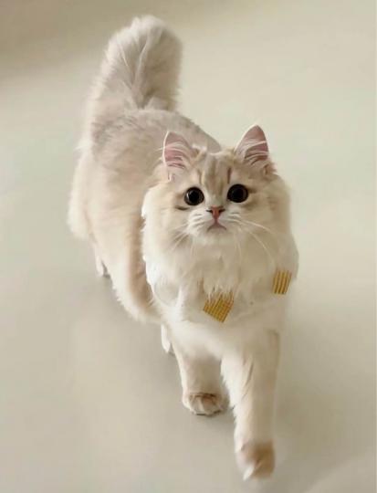 CEC61EBA-6BFA-41CA-A6C0-00684408084C-1478-0000002615700648