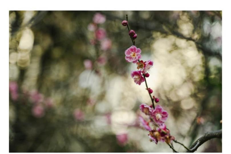 EAA2114A-C2A8-4F82-BE81-32950055806E-15656-0000045F66425015