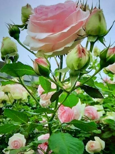 image%3A1000000229