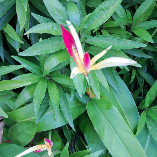image%3A1000001938
