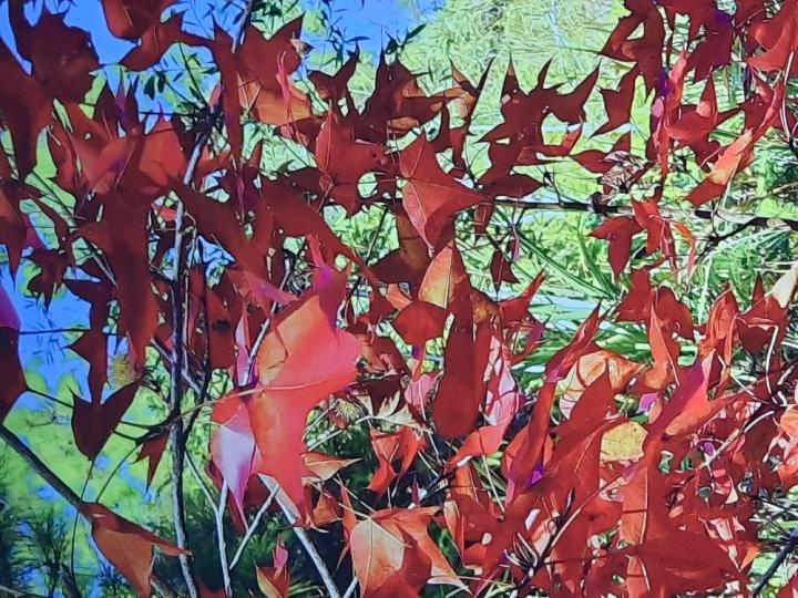 image%3A1000002160