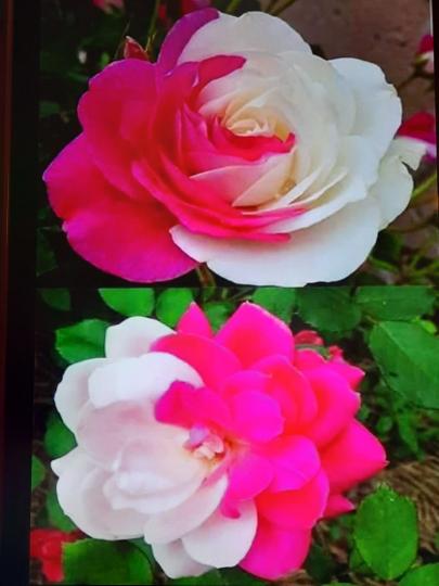 image%3A1000002598