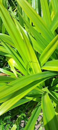 image%3A1000011072_0