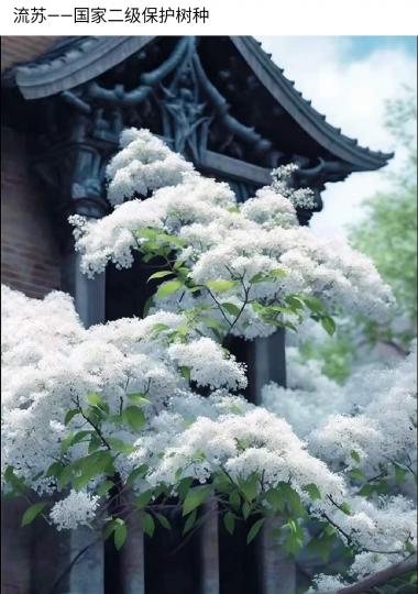image%3A1000020376