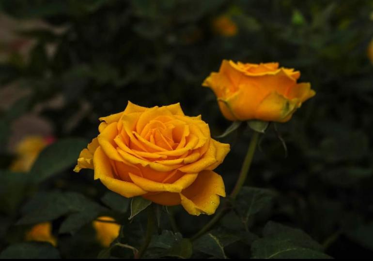 image%3A1000021396_0