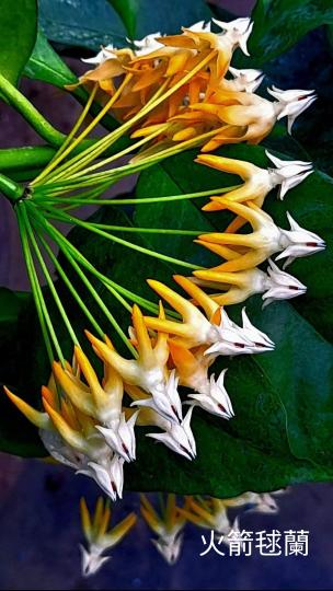 image%3A1000029662_0