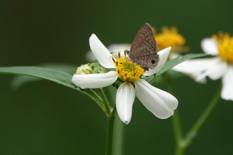 image%3A1000030751