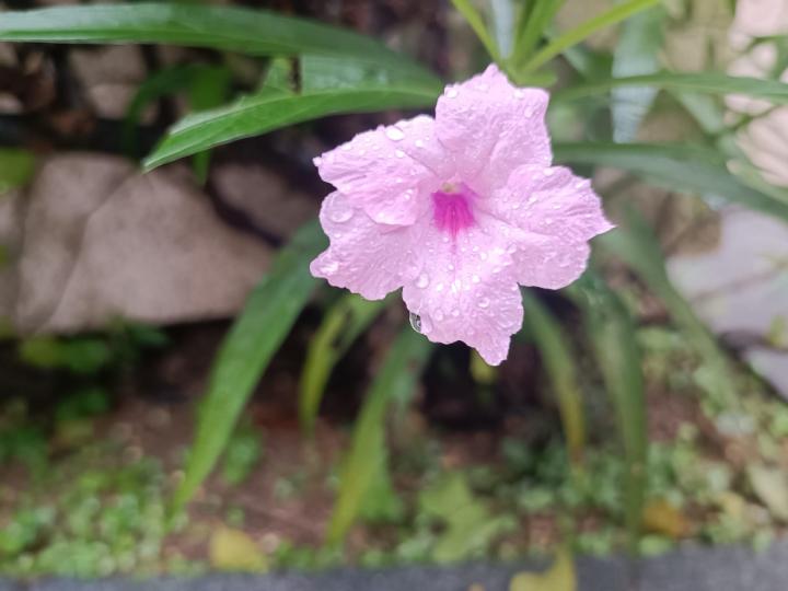 image%3A1000031345