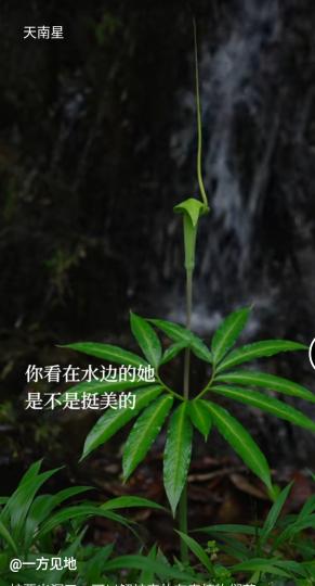 image%3A1000032063