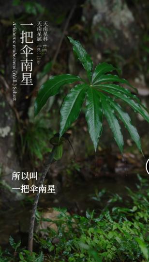 image%3A1000032065