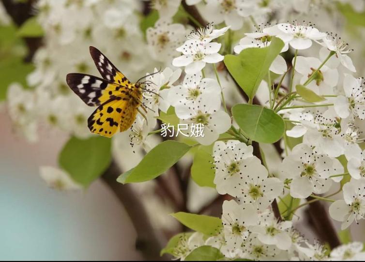 image%3A1000032207