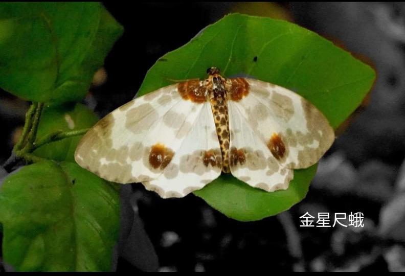 image%3A1000032209