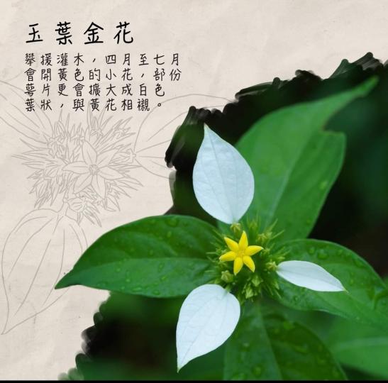 image%3A1000032369