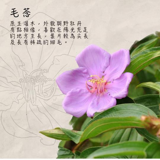 image%3A1000032371