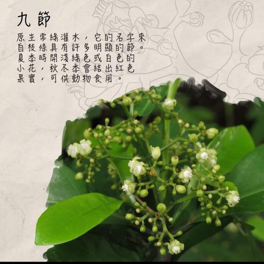 image%3A1000032373