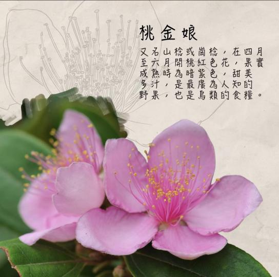 image%3A1000032375