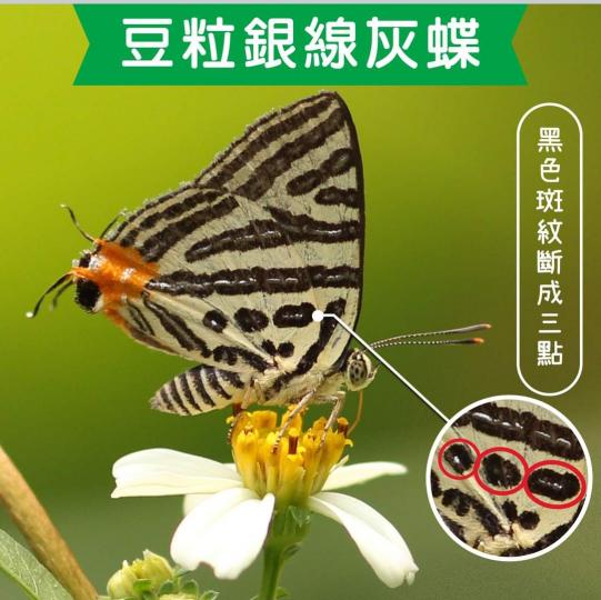 image%3A1000033101