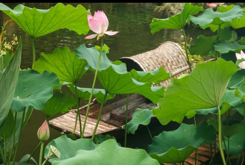 image%3A1000033662